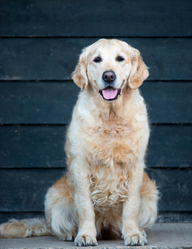 Kelverquest Golden Retrievers